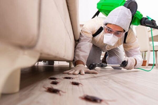 Importance of Pest Control Treatment